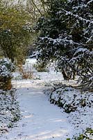 Snow covered path with Epimediums and Taxus baccata - yew in late February. The Old Rectory, Suffolk, UK
