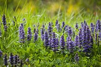 Ajuga reptans - Bugleweed groundcover  