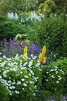 Windflowers 'Anemone narcissiflora', Yellow Loosestrife 'Lysimachia punctata', Cascades Penstemon 'Penstemon serrulatus'. Bellingham USA. 