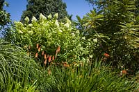 Kniphofia 'Alcazar' - Red Hot Poker, Crocosmia and Hydrangea paniculata 'Limelight' in a summer border at Bellevue Botanical Garden