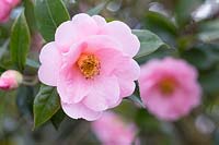 Camellia x williamsii 'Bowen Bryant'.