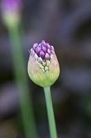 Allium 'Purple Sensation' bud