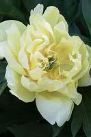 Paeonia 'Bartzella'