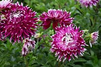 Dahlia 'Vancouver'.