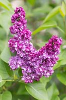 Syringa vulgaris 'Charles Joly'