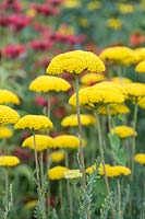 Archillea filipendulina 'Parkers Variety'