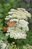 Cenolophium denudatum and Butterfly