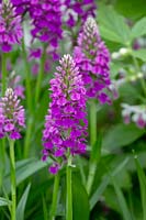 Dactylorhiza x foliosa