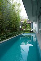 A swimming pool in between a fence and house with a green screen planting of Slender Weavers Bamboo, and a low garden bed with a lush planting featuring Australian native violet.