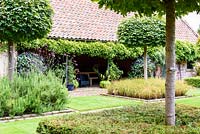 Lollipop Acer platanoides 'Globosum' stand in squares of planting including clipped yew, rosemary with Verbena bonariensis and Anemanthele lessoniana in the Upper Courtyard at Broadwoodside, Gifford, East Lothian in September.