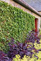 Border of Cotinus coggygria 'Royal Purple' and limey green Euphorbia wallichii against a wall with tightly clipped ivy at Broadwoodside, Gifford, East Lothian in Scotland.