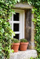 Pots of succulents on a window sill framed by neatly clipped ivy at Broadwoodside, Gifford, East Lothian in Scotland.
