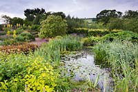 Naturalistic pond surrounded by lush planting including bulrushes, Verbena bonariensis, cornus and Lysimachia ciliata 'Firecracker' 