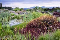 A large patch of dark leaved Lysimachia ciliata 'Firecracker' surrounded by dieramas and bulrushes near a pond, June