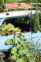 Mini planted with squashes and snap dragons.