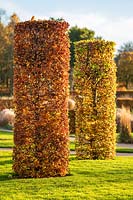 Columns of Fagus sylvatica - Beech at RHS Garden Wisley