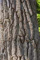 Populus deltoides - Eastern Cottonwood Poplar tree bark detail.