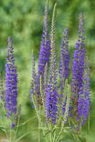 Veronica grandis 'Heartleaf speedwell'.