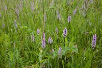 Dactylorhiza fuchsii - Common Spotted Orchid. Found growing in profusion on embankment around local wild life park, St Michael's Mead, in Bishops Stortford, Hertfordshire 