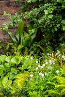 Geranium phaeum 'Album', Aspidistra elatior, Farfugium and ferns in mixed foliage bed. The Resilience Garden. RHS Chelsea Flower Show 2019.