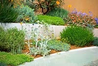 Split level garden with Mediterranean planting including Stachys byzantina. The Dubai Majlis Garden
RHS Chelsea Flower Show 2019