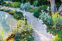 Curved beds and paths with central water feature and mediterranean-style planting including Stachys byzantina.Â The Dubai Majlis Garden.  Sponsor: Dubai, RHS Chelsea Flower Show 2019