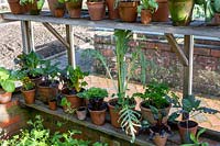 Autumn greenhouse, with overwintering herbs and vegetables in pots