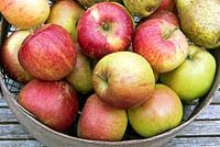 Malus domestica - Laxton Fortune, English heritage dessert apples in vintage garden sieve.  Raised Bedford in 1931.