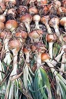 Allium cepa - Onion 'Bedfordshire Champion' organic onions drying in the sun.