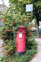 Ivy, Hedera helix and Pyracantha growing around pillar box and showing its habitat, Hampstead, London Borough of Camden.
