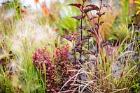 Eruption of Unhealed Anger Garden - planting  of  Berberis Thunbergii 'Admiration', Hordeum jubatum, Imperata Cylindrica 'Red Baron', Physocarpus 'Diabolo' - RHS Hampton Court Flower Show 2014. Sponsor: RHS and Landform.