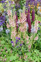 Verbascum 'Merlin', Salvia nemerosa 'Caradonna', Lupinus 'Masterpiece', Aquilegia and Camassia at Morgan Stanley Healthy Cities Garden - RHS Chelsea Flower Show 2015. Sponsor : Morgan Stanley - Gold Medal