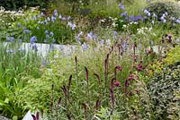 Mixed bed including Lysimachia atropurpurea 'Beaujolais' in the Waterscape Garden at RHS Chelsea Flower Show 2014 - Sponsor: RBC