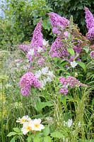 Planting of nectar-rich flowers such as Buddleia, Daucus carota,  Bellflowers  - The Urban Pollinator Garden - RHS Hampton Court Palace Garden Festival, 2019 - Designer: Caitlin McLaughlin