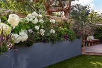 London contemporary garden - grey raised border behind artificial lawn. Planting includes Heuchera berry smoothie, Salvia caradonna, Hydrangea anabelle, Geranium johnsons blue with lower wooden deck area in background.
