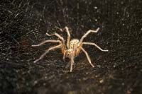 Tegenaria domestica - House Spider on web