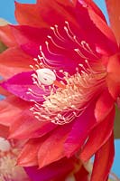 Epiphyllum cactus flower