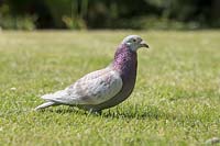 Columbia livia - Homing Pigeon in garden on lawn