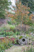 Autumn mixed-borders in walled-garden with Sorbus 'Joseph Rock', Hydrangea, Rudbeckia fulgida - Black-eyed Susan, Penstemon and Mondarda - Bergamot next to a Yorkshire millstone.