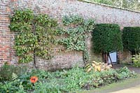 Walled-garden with espaliered fruit trees, topiary Taxus baccata - Yew, Malus 'Howgate Wonder, Prunus and Papaver 