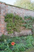Walled-garden with espaliered fruit trees. Autumn mixed - border with Papaver somniferum syn. opium poppy. Malus 'Howgate Wonder'. Early-Victorian culinary plum syn. Prunus. Acanthus mollis syn. Bear's Breeches. 