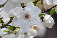 Magnolia Kobus 'Janaki Ammal' flower closeup.