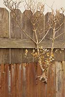 A timber paling fence clad with rusty corrugated iron and a dried Buxus, Box plant. 