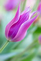 Lily-flowered tulip, Tulipa 'Ballade'.