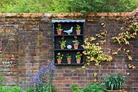 View of auricula theatre on weathered brick wall with Camassia growing in front. Auriculas include Primula auricula 'Alan Ravenscroft', Imidass 10MD, Sandwood Bay, 'Dale's Red', 'Sirius', 'Eastern Promise' and 'Rodeo'.