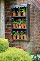Auricula theatre with border in front. Auriculas include Primula auricula 'Eve Guest', 'Avril Hunter', 'Blue Yodeler'. Middle Row: 'Miss Newman', 'Susan', 'Ice Maiden', 'Joyce', 'Adrian', Bottom row: 'Avril Hunter', 'Millicent', 'Lara', 'Dilly Dilly'.