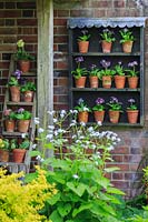 Auricula theatre with border in front.. Auriculas include Primula auricula 'Eve Guest', 'Avril Hunter', 'Blue Yodeler'. Middle Row: 'Miss Newman', 'Susan', 'Ice Maiden', 'Joyce', 'Adrian', Bottom row: 'Avril Hunter', 'Millicent', 'Lara', 'Dilly Dilly'.