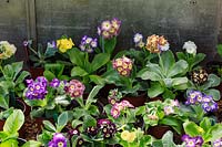 Auriculas growing on in a cold frame.