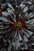 A planting of Aeonium, Black rose, in a garden bed, showing the large, glossy, deep burgundy rosettes of fleshy leaves.