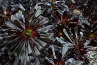 A planting of Aeonium, Black rose, in a garden bed, showing the large, glossy, deep burgundy rosettes of fleshy leaves.